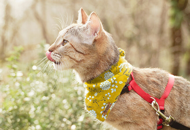 cat wearing Mud Bay bandana and harness